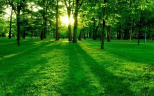 Nature, Landscape, Green, Grass Wallpapers HD / Desktop and Mobile ...